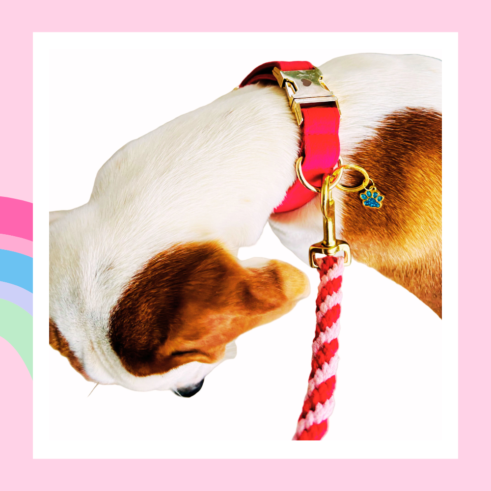 Le Rouge Est Mis, Hund Halsband