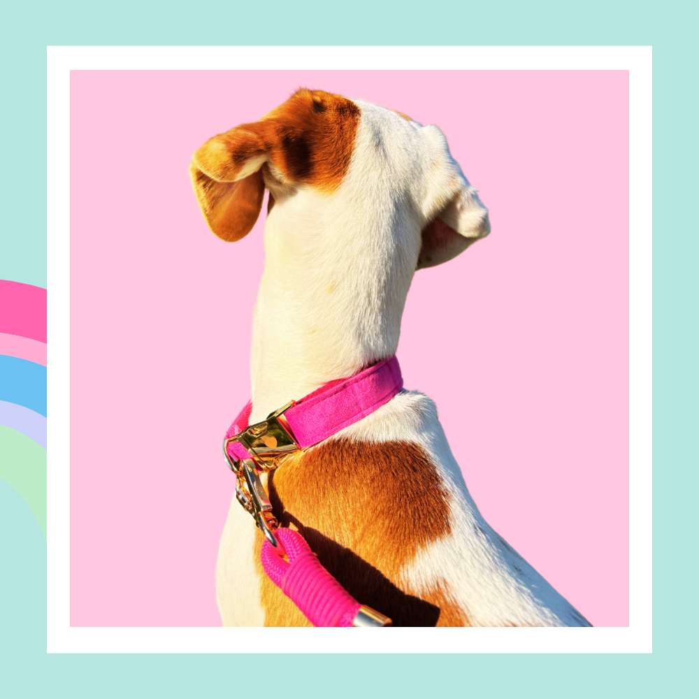 La Vie En Rose, Hund Halsband