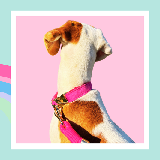 La Vie En Rose, Hund Halsband