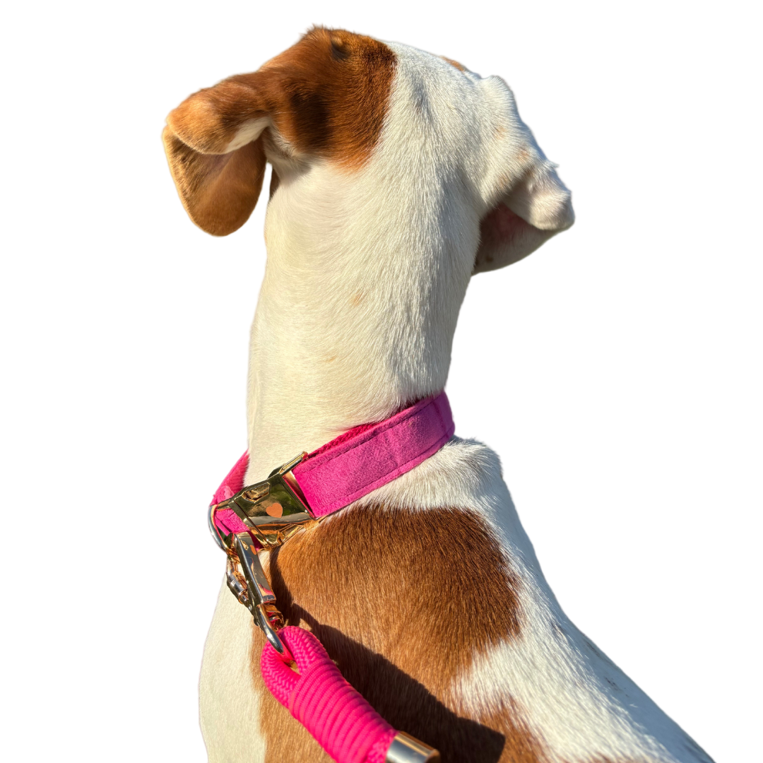 La Vie En Rose, Hund Halsband
