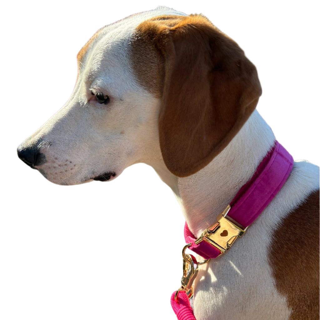 La Vie En Rose, Hund Halsband