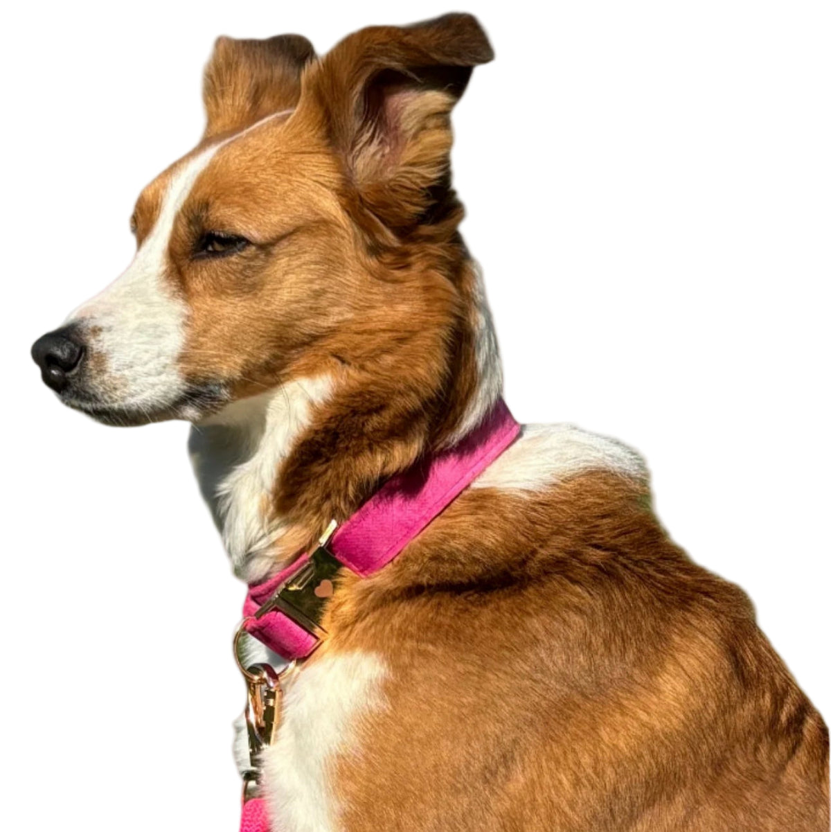 La Vie En Rose, Hund Halsband