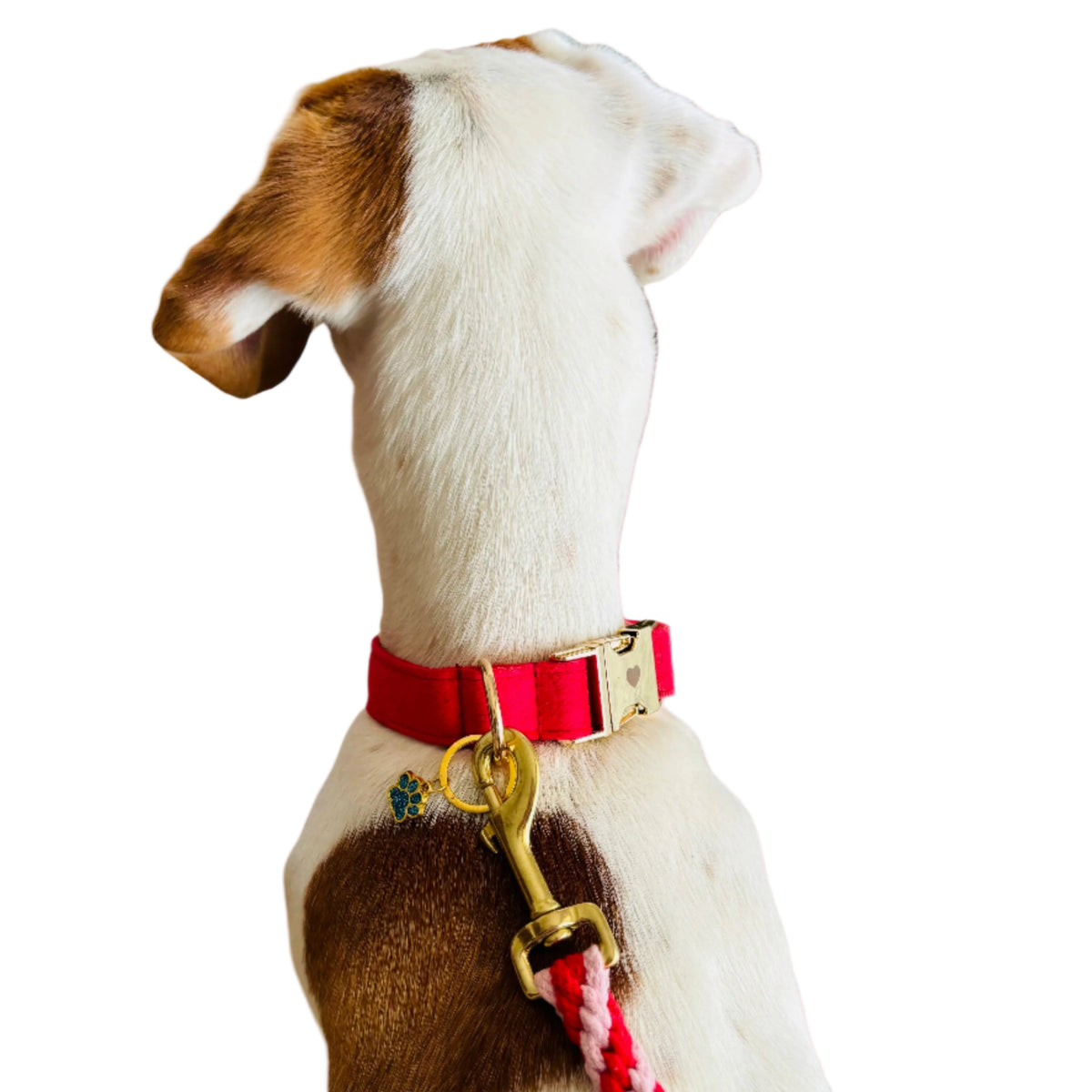 Le Rouge Est Mis, Hund Halsband