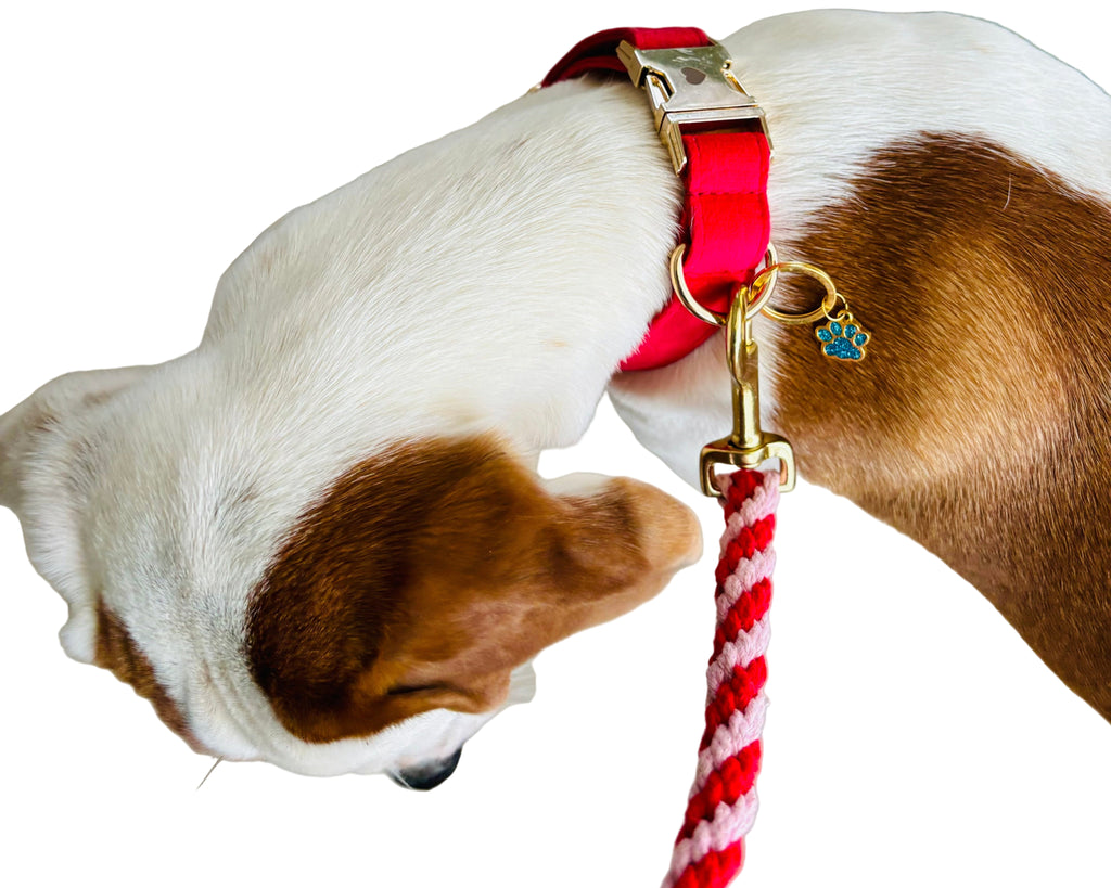 Le Rouge Est Mis, Hund Halsband